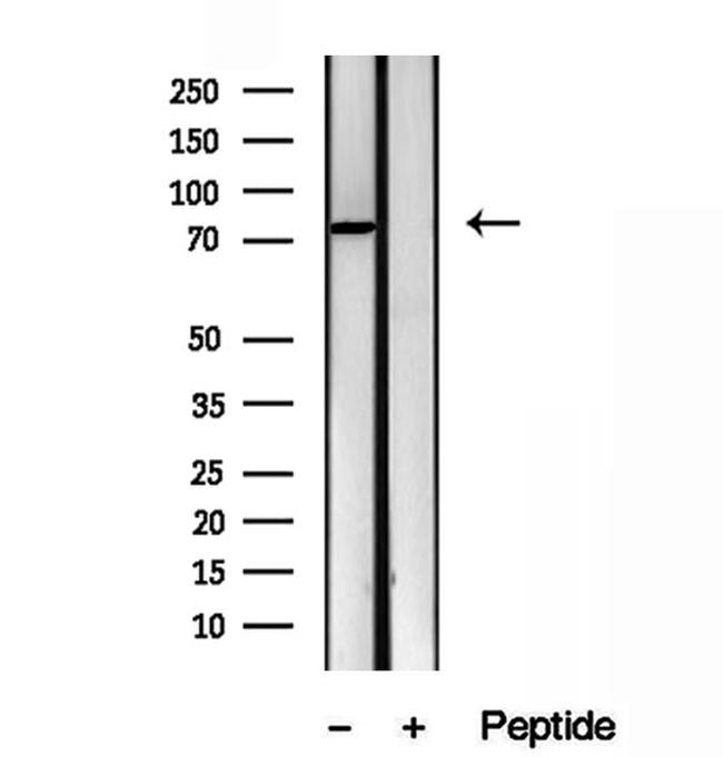 ODF2 Antibody in Western Blot (WB)