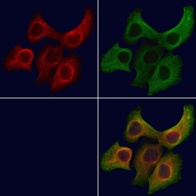 ERAL1 Antibody in Immunocytochemistry (ICC/IF)