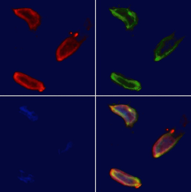 ERAL1 Antibody in Immunocytochemistry (ICC/IF)