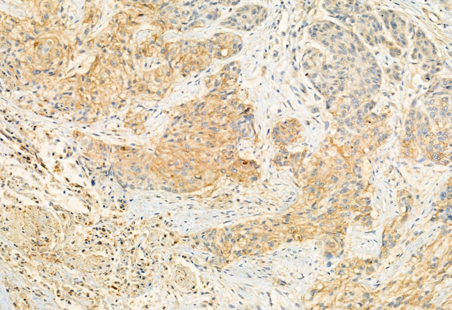 ERAL1 Antibody in Immunohistochemistry (Paraffin) (IHC (P))