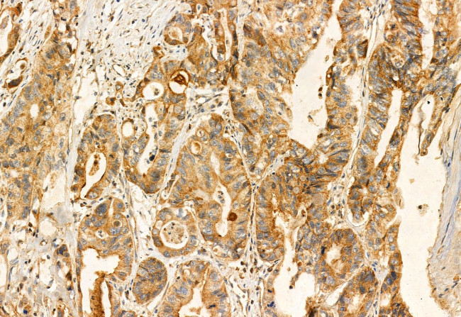 ERAL1 Antibody in Immunohistochemistry (Paraffin) (IHC (P))