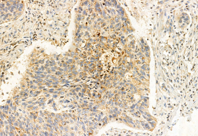 ERAL1 Antibody in Immunohistochemistry (Paraffin) (IHC (P))