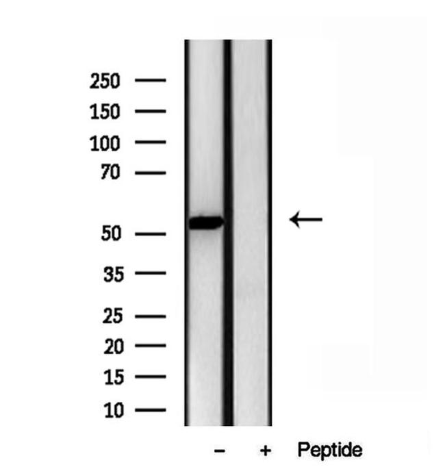 ERAL1 Antibody in Western Blot (WB)