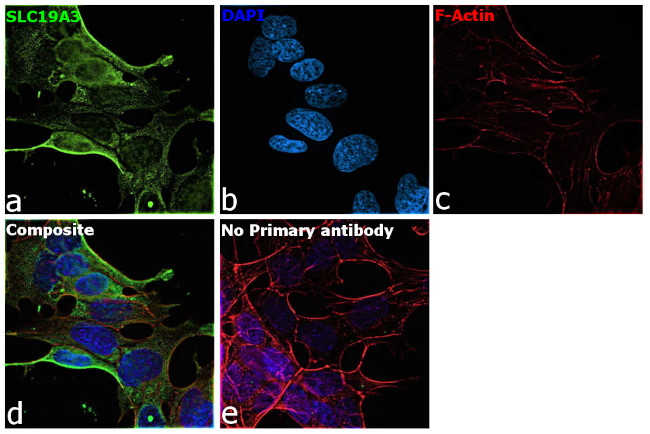 SLC19A3 Antibody in Immunocytochemistry (ICC/IF)