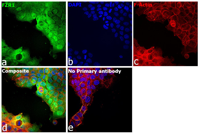 FZR1 Antibody in Immunocytochemistry (ICC/IF)