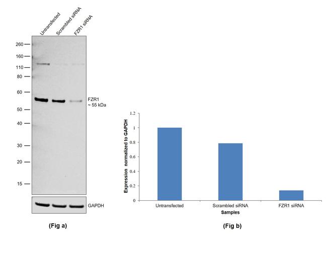 FZR1 Antibody in Western Blot (WB)