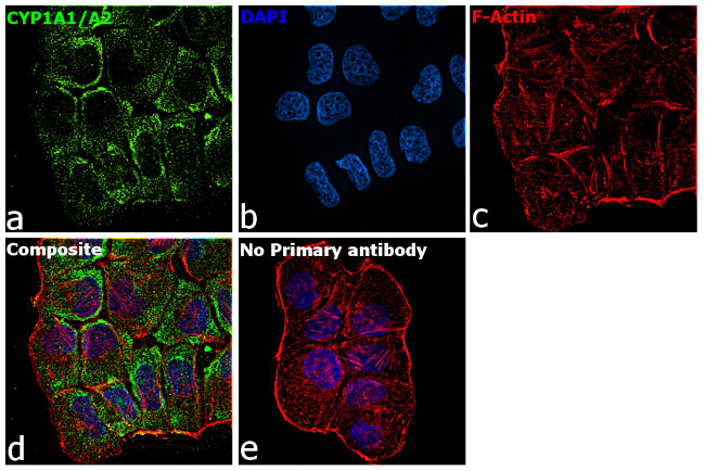 CYP1A1/CYP1A2 Antibody in Immunocytochemistry (ICC/IF)