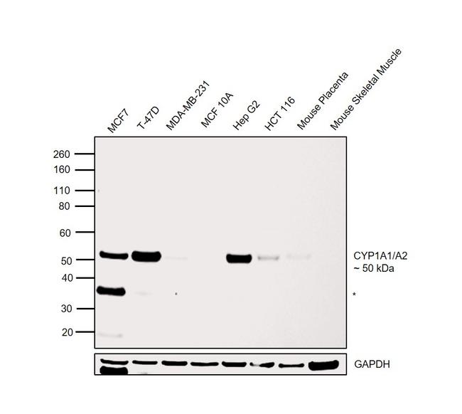 CYP1A1/CYP1A2 Antibody in Western Blot (WB)