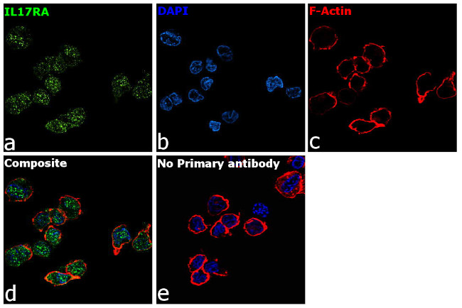 IL17RA Antibody in Immunocytochemistry (ICC/IF)