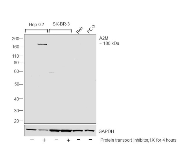 A2M Antibody