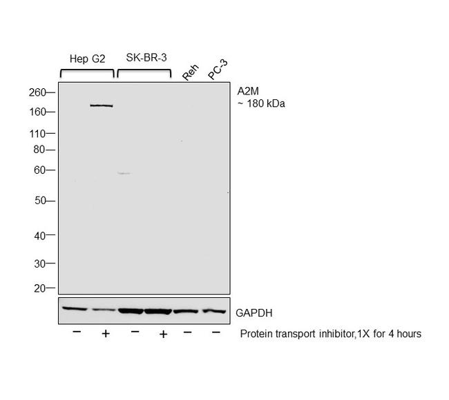 A2M Antibody in Western Blot (WB)