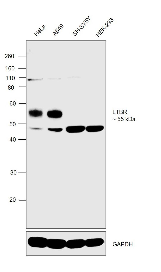 LTBR Antibody in Western Blot (WB)