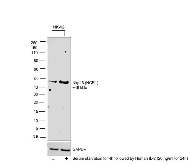 NKp46 Antibody in Western Blot (WB)