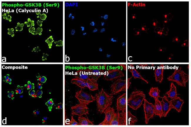 Phospho-GSK3B (Ser9) Antibody in Immunocytochemistry (ICC/IF)