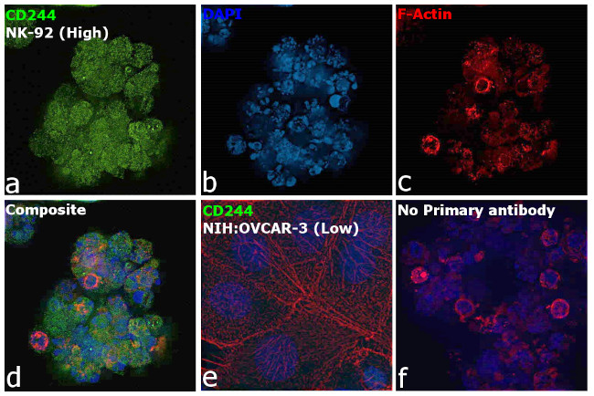 CD244 Antibody in Immunocytochemistry (ICC/IF)