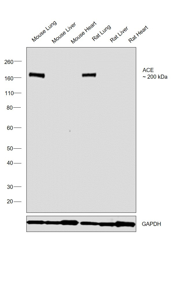 ACE Antibody