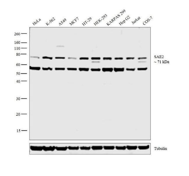 UBA2 Antibody in Western Blot (WB)