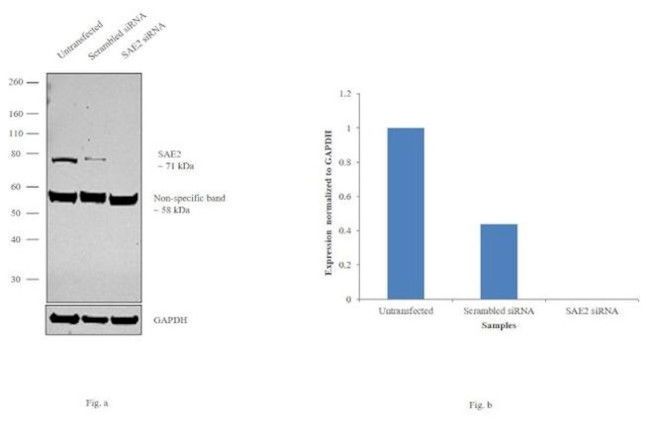 UBA2 Antibody