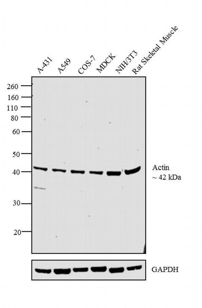 Actin Antibody in Western Blot (WB)