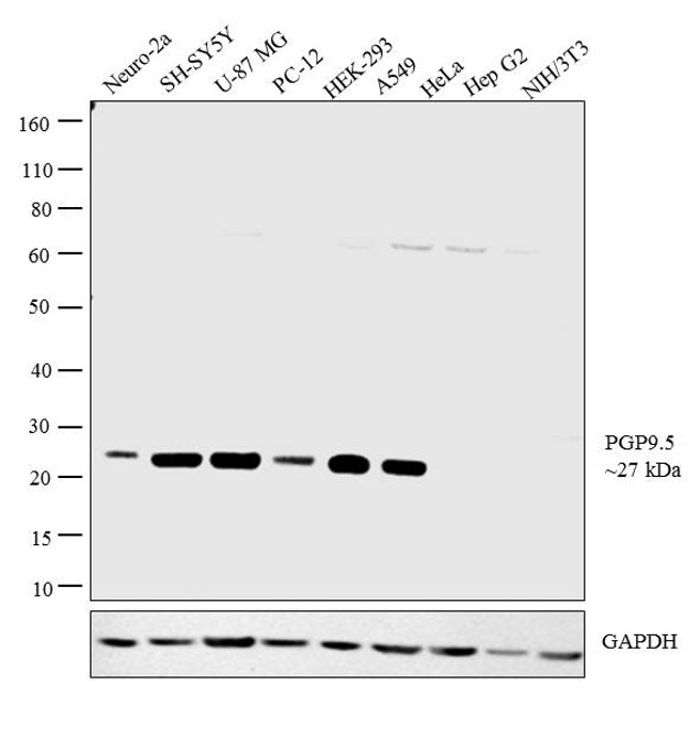 PGP9.5 Antibody