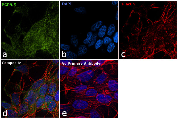 PGP9.5 Antibody in Immunocytochemistry (ICC/IF)