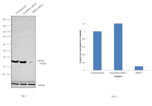 SRSF2 Antibody in Western Blot (WB)