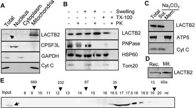 LACTB2 Antibody in Western Blot (WB)