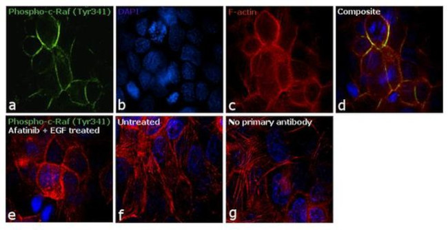 Phospho-c-Raf (Tyr341) Antibody in Immunocytochemistry (ICC/IF)