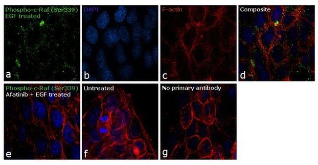 Phospho-c-Raf (Ser339) Antibody