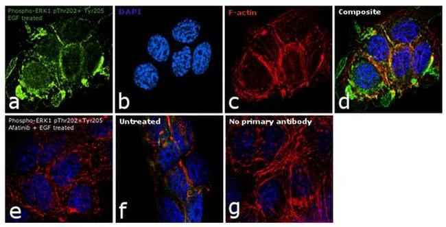 Phospho-ERK1 (Thr202, Tyr205) Antibody