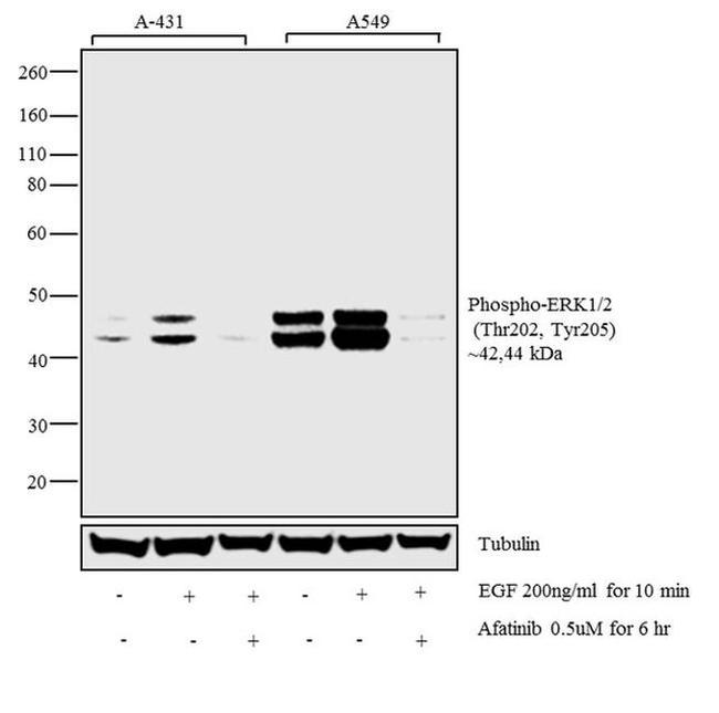 Phospho-ERK1 (Thr202, Tyr205) Antibody