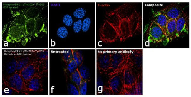 Phospho-ERK1 (Thr202, Tyr205) Antibody in Immunocytochemistry (ICC/IF)