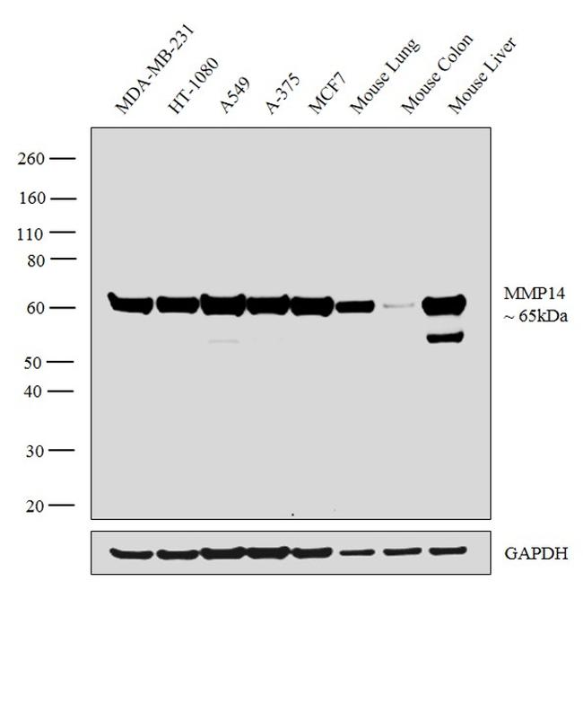 MMP14 Antibody in Western Blot (WB)