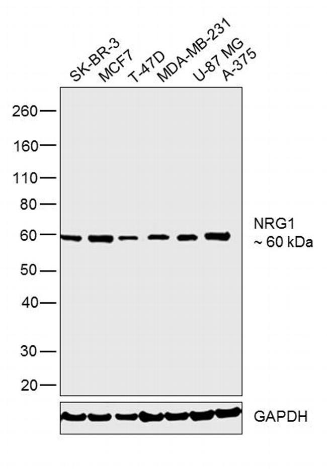 NRG1 Antibody in Western Blot (WB)