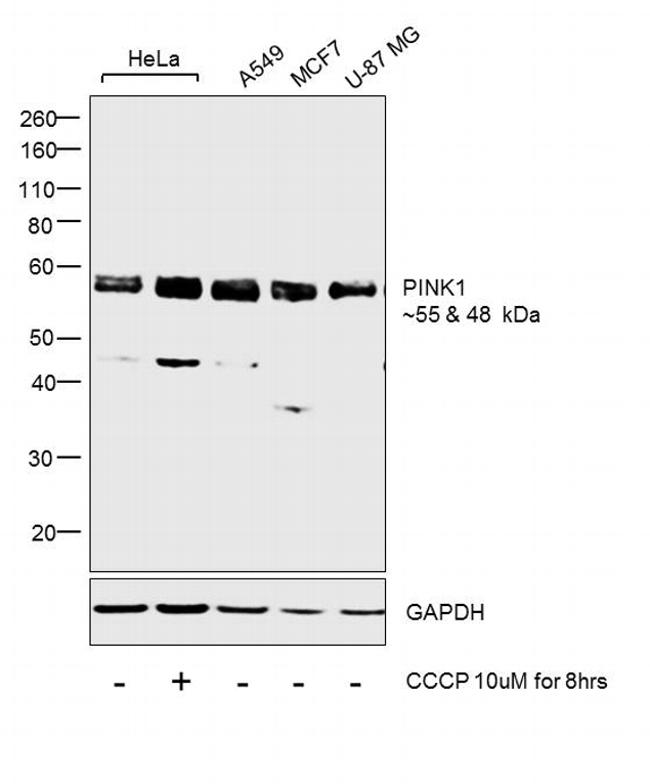 PINK1 Antibody in Western Blot (WB)