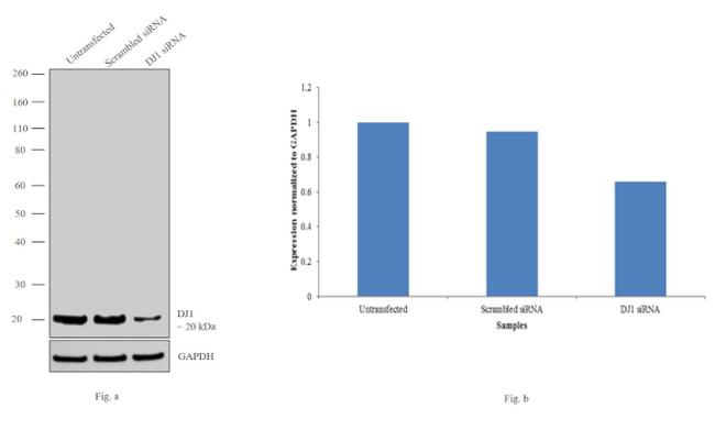 DJ-1 Antibody in Western Blot (WB)