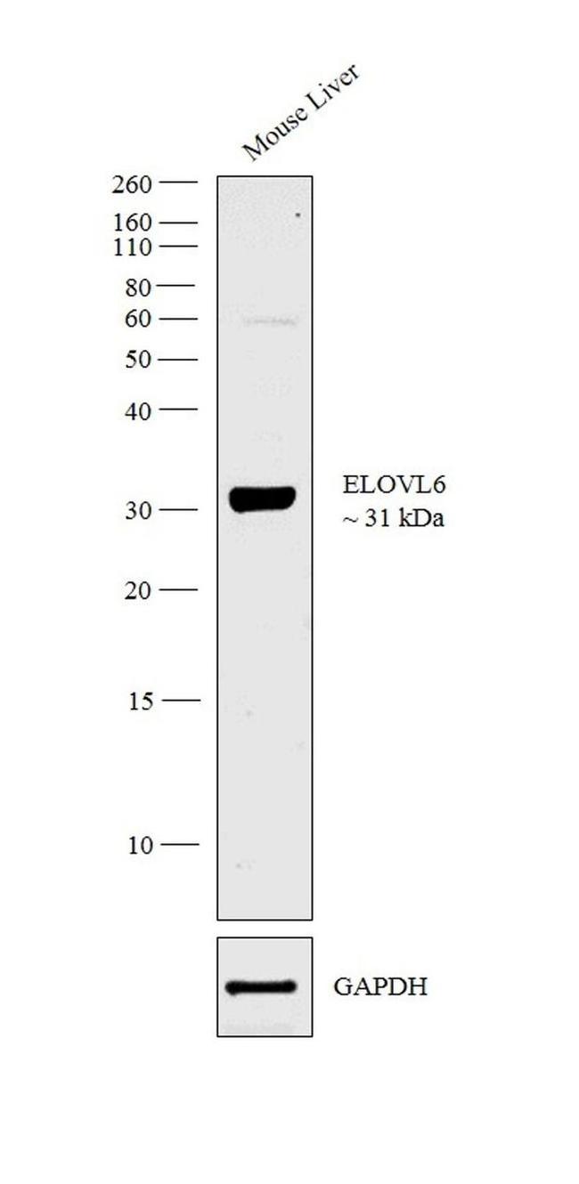 GOT1 Antibody in Western Blot (WB)