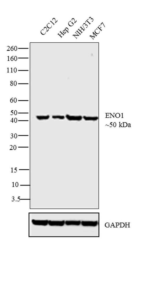 ENO1 Antibody in Western Blot (WB)