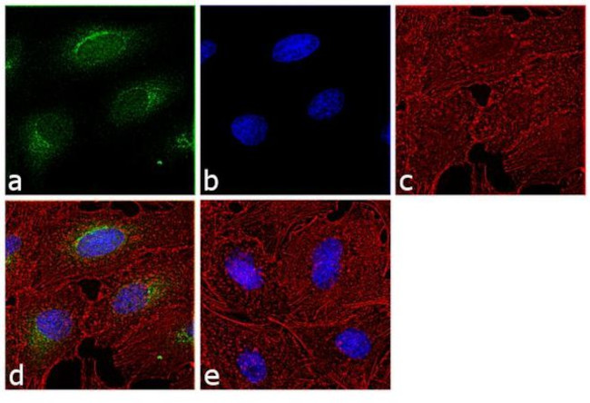 Lamin B1 Antibody in Immunocytochemistry (ICC/IF)