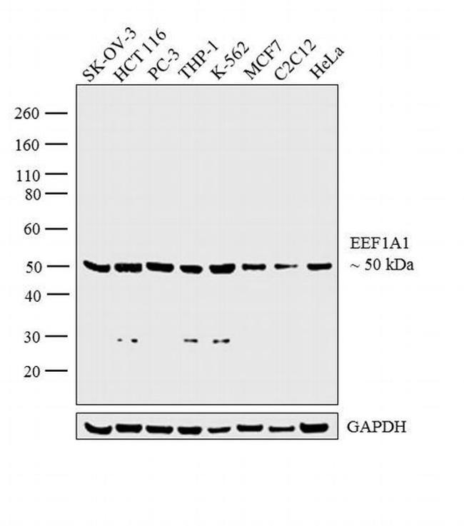 EEF1A1 Antibody in Western Blot (WB)