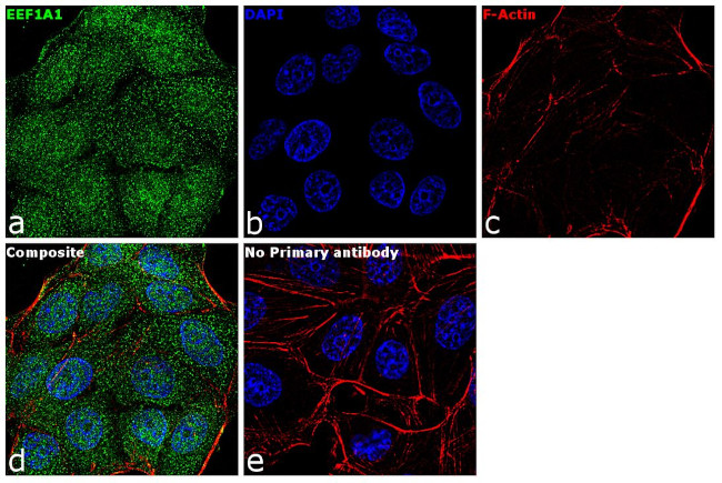 EEF1A1 Antibody in Immunocytochemistry (ICC/IF)