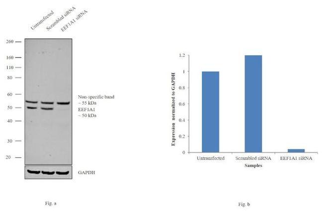 EEF1A1 Antibody in Western Blot (WB)