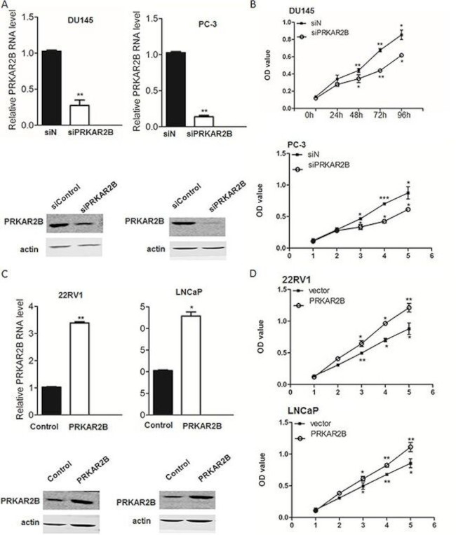 PRKAR2B Antibody in Western Blot (WB)