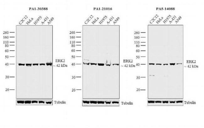 ERK2 Antibody