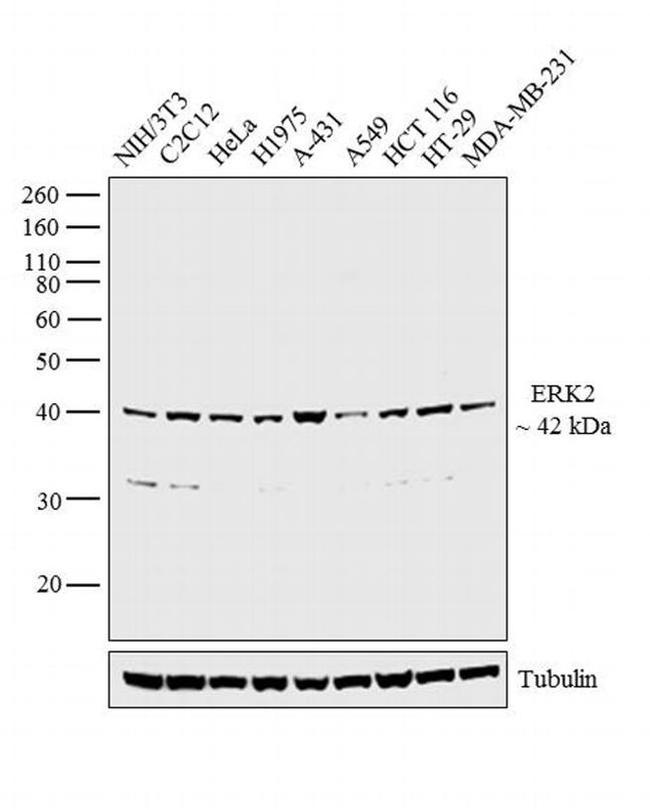 ERK2 Antibody in Western Blot (WB)