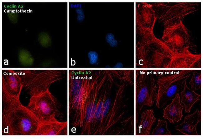 Cyclin A2 Antibody