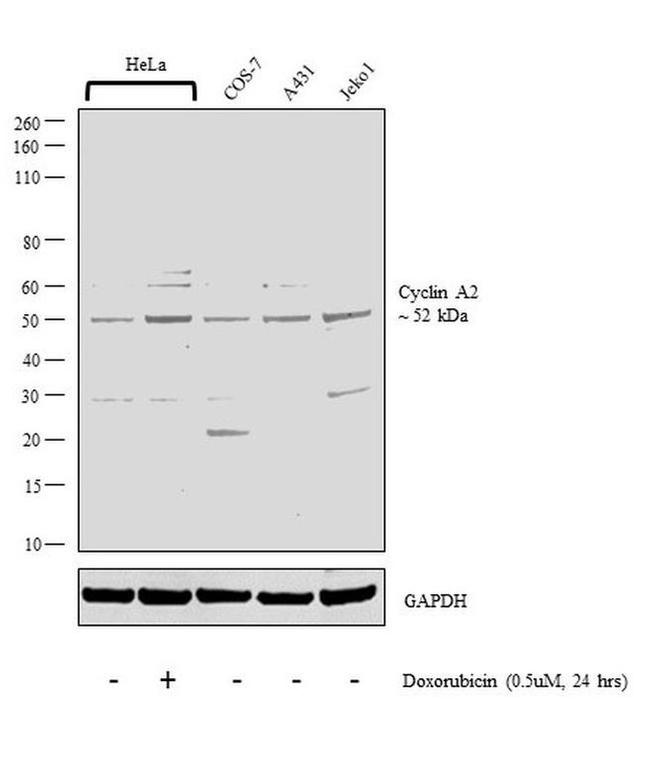 Cyclin A2 Antibody