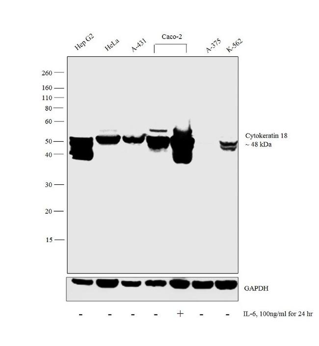 Cytokeratin 18 Antibody in Western Blot (WB)