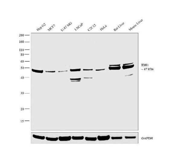 IDH1 Antibody in Western Blot (WB)