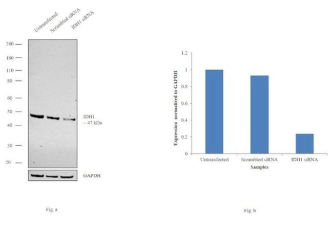 IDH1 Antibody